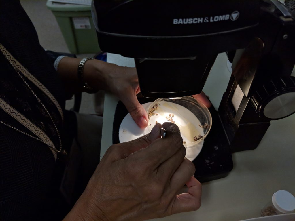 Bhavna Bhardwaj picking microvertebrate fossils.