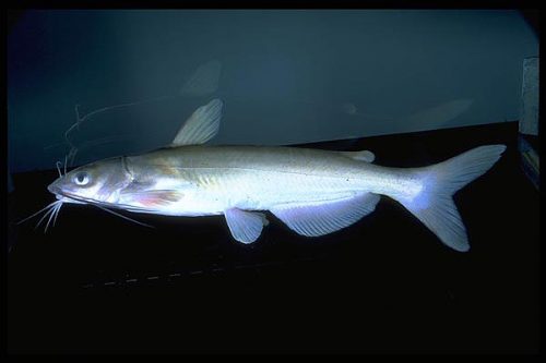 Modern channel catfish, Ictalurus punctactus. Photo courtesy of Noel Burkhead.