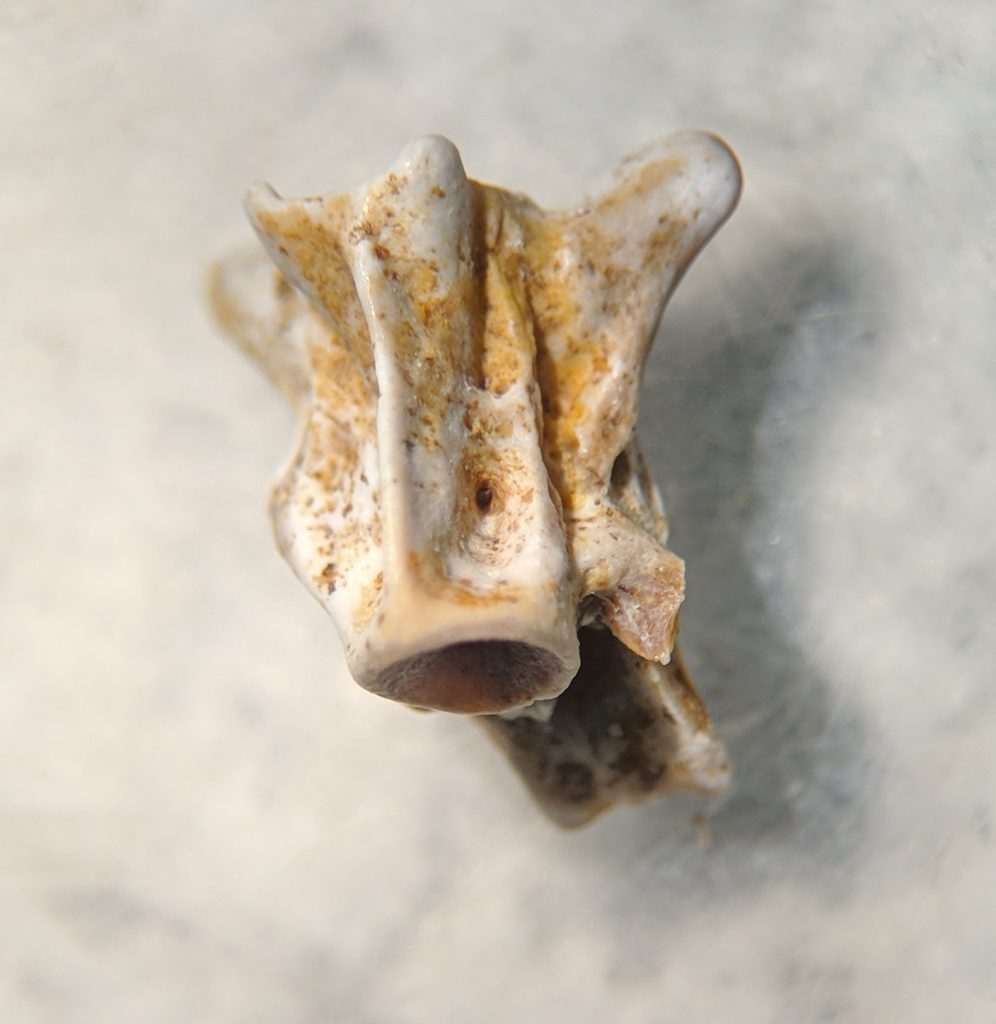montbrook fossil dig