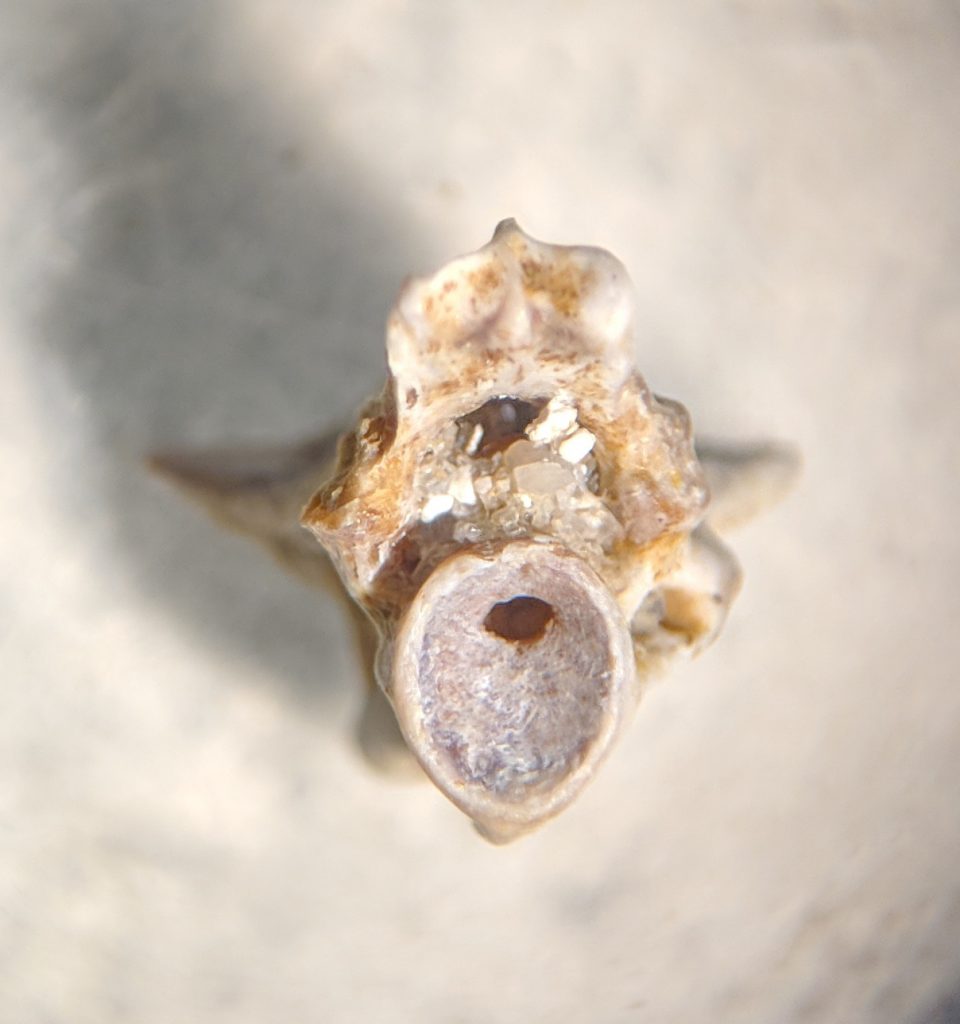 montbrook fossil dig