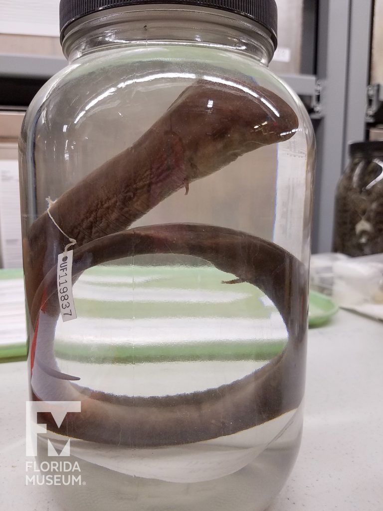 A modern Amphiuma from the Florida Museum herpetology collection.