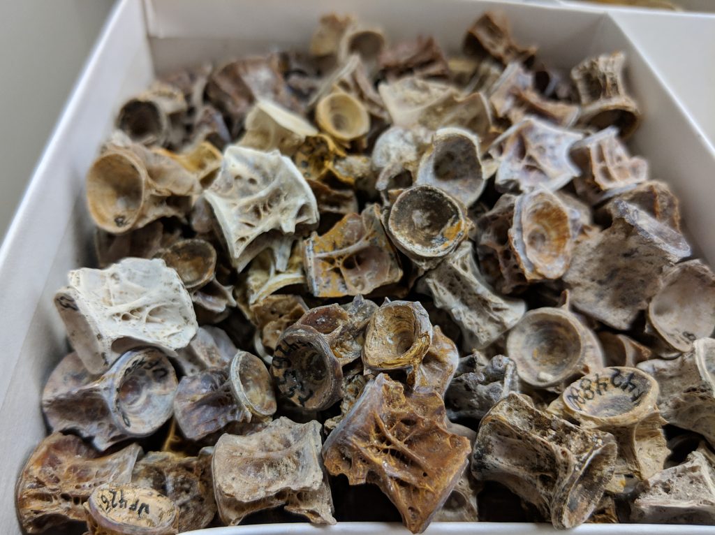 Freshwater drum (Aplodinotus) vertebrae