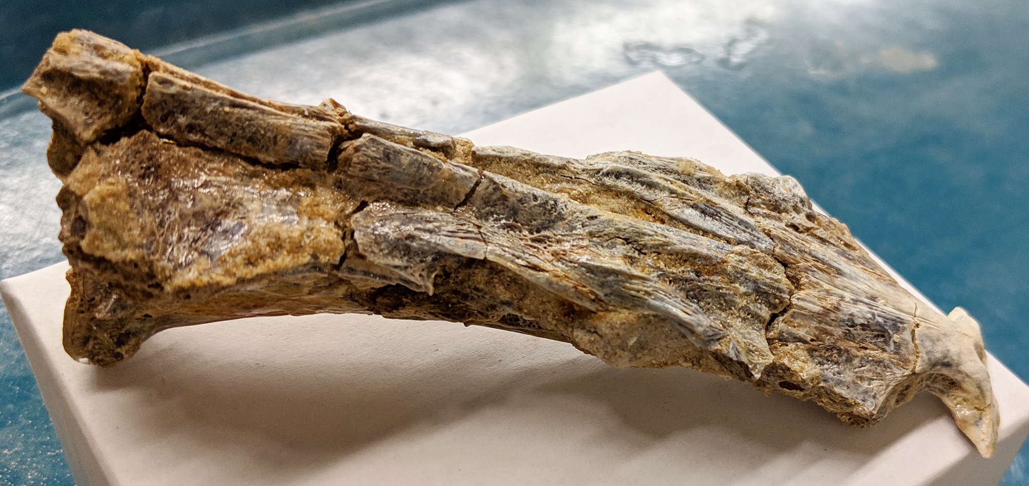 montbrook fossil dig