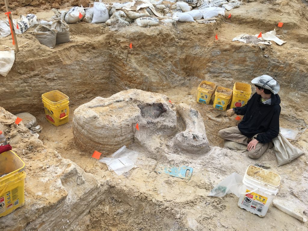 Garrett Munger working around the concentration of proboscidean fossils. Florida Museum photo by Cindy Lockner.