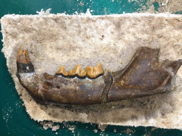 Lynx jaw in prep by Jason Bourque. Florida Museum photo by Jonathan Bloch.