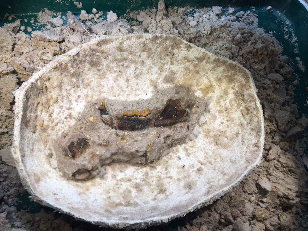 Lynx jaw in prep by Jason Bourque. Florida Museum photo by Jonathan Bloch.