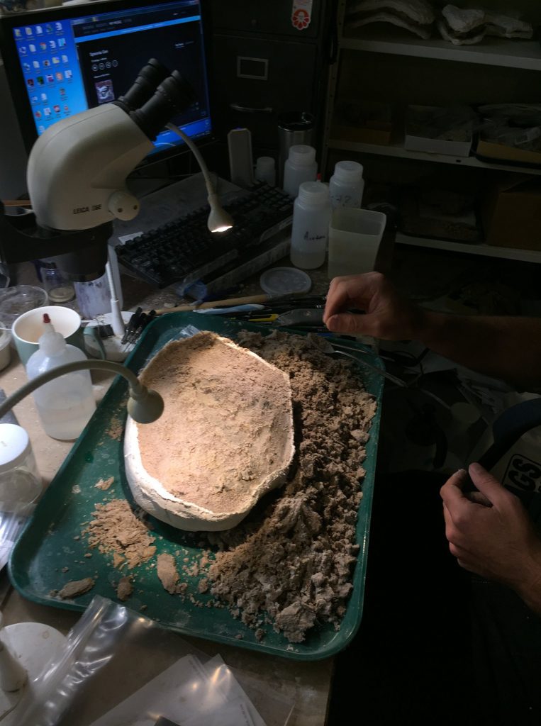 Lynx jaw in prep by Jason Bourque. Florida Museum photo by Jonathan Bloch.