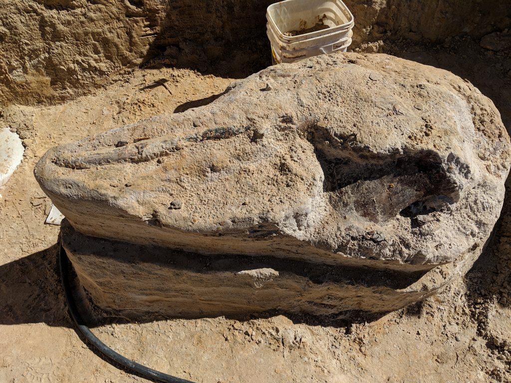 Gomphothere skull with both tusks on a 'pedestal' before jacketing. Florida Museum photo by Rachel Narducci.