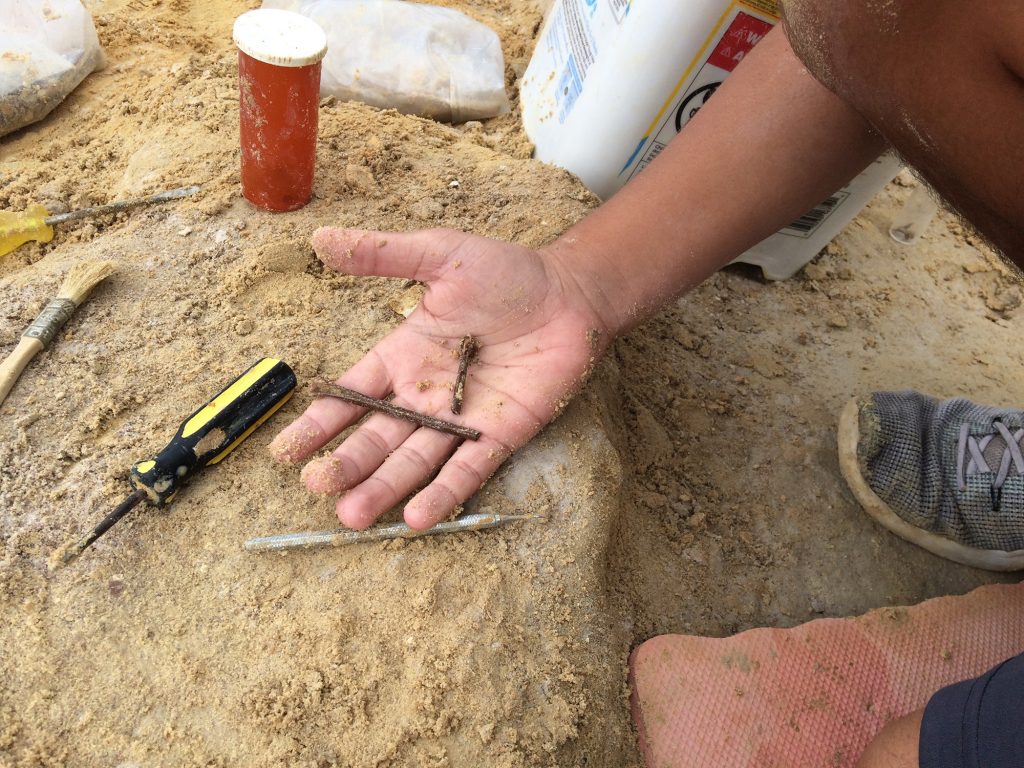 Jaiden Torres holding his discovery of an Ibis tarsometatarsus. Florida Museum photo by Deborah Poulalion.