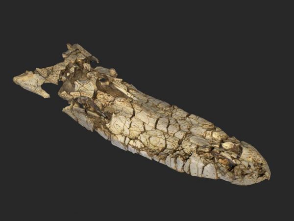 screen shot of a digitized fossil alligator skull