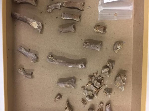 2019-03-10 Jason Bourques discovery of large articulated cat feet. Possibly from the sabertoothed cat, Rhizosmilodon. Florida Museum photo by Jonathan Bloch.