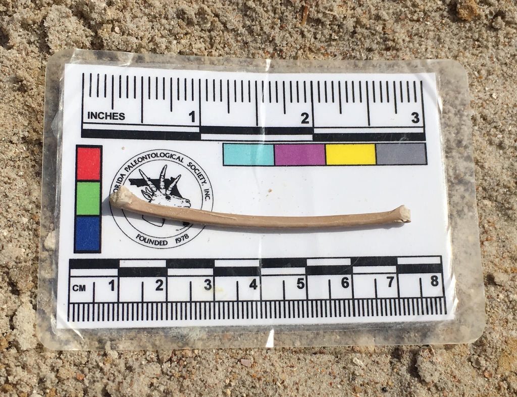 2019-03-13 Cindy Lockners discovery of a grebe ulna! Florida Museum photo by Cindy Lockner.