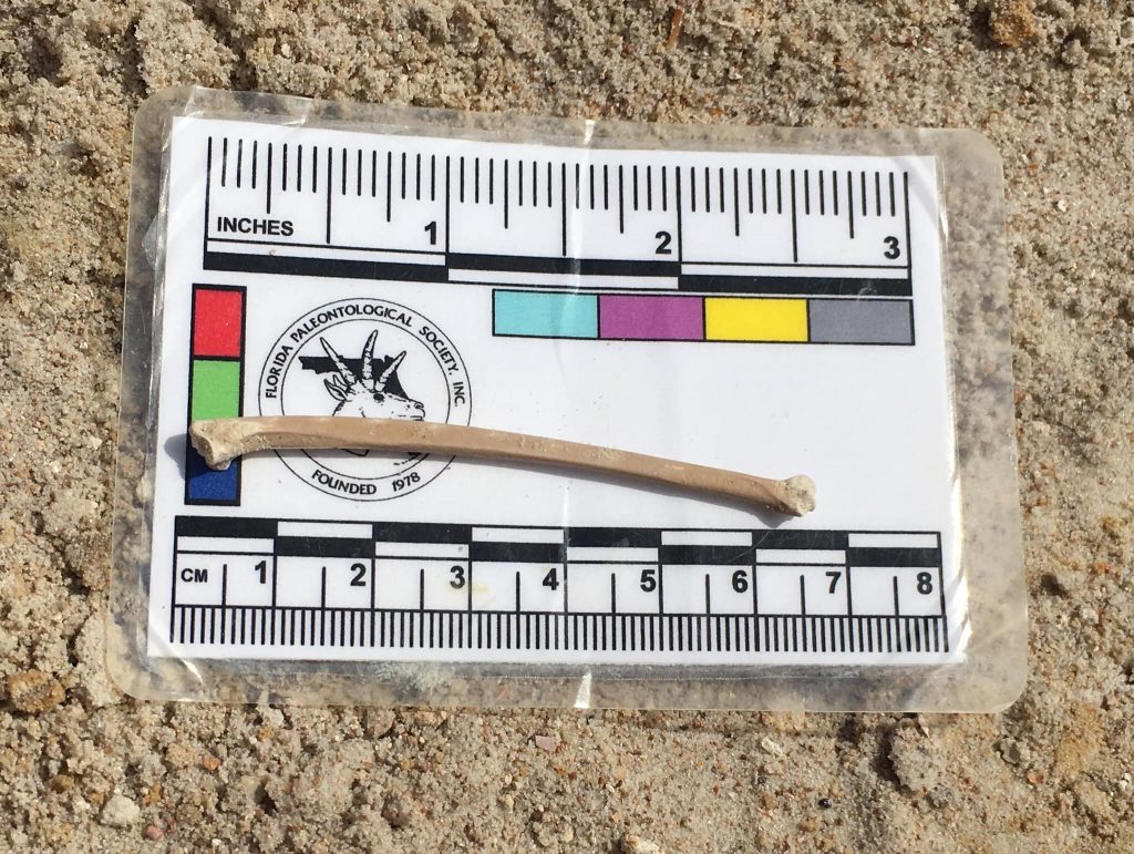 2019-03-13 Cindy Lockners discovery of a grebe ulna! Florida Museum photo by Cindy Lockner.