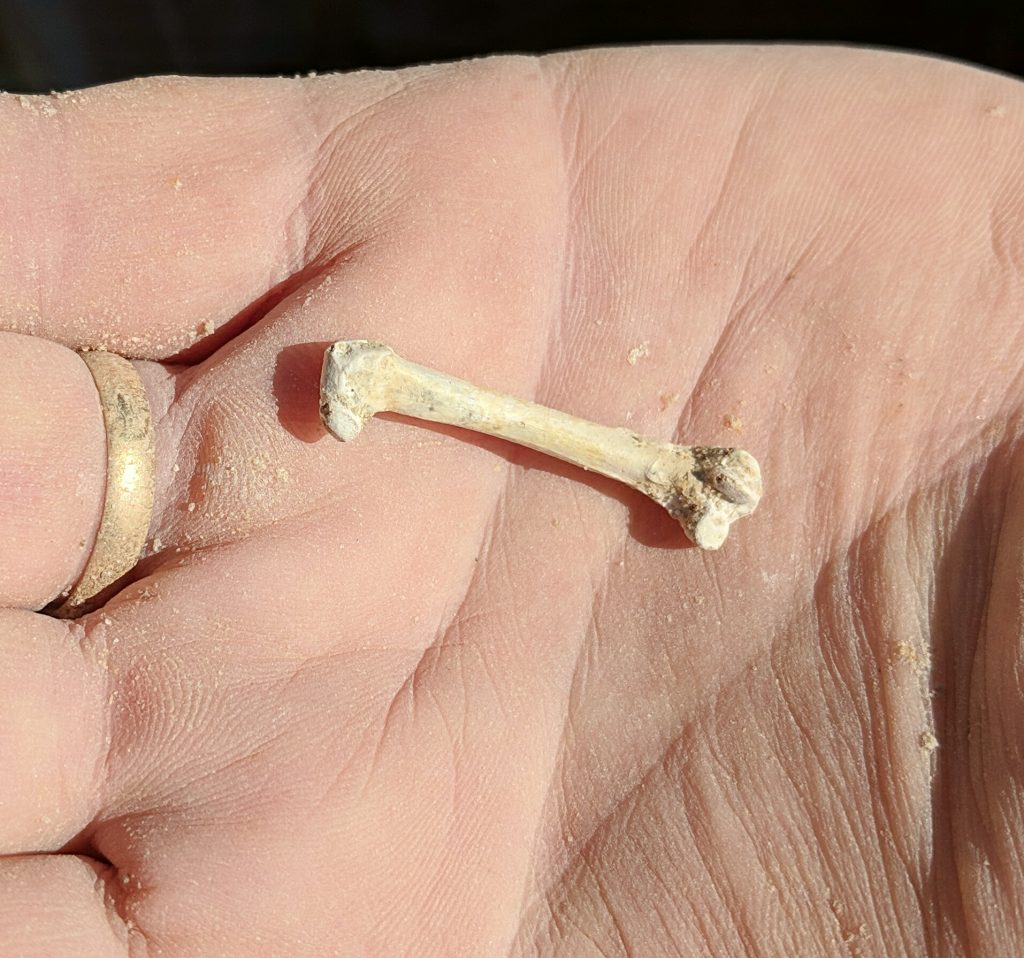 2019-03-22 Dave Cox with his discovery of a grebe femur. Florida Museum photo by Rachel Narducci.