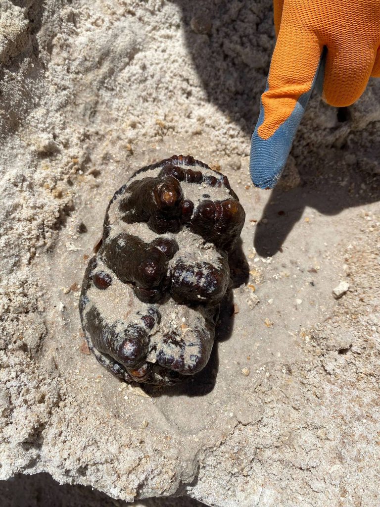 hand pointing at gomphothere tooth still in the sand