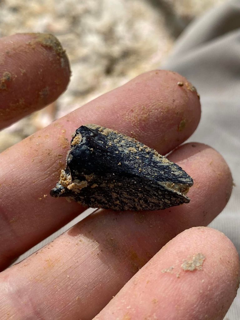 small fossil on a persons hand