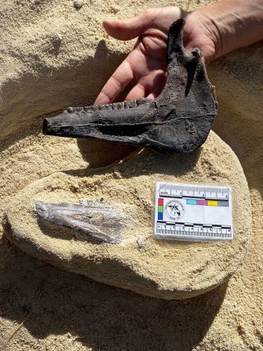 hand holding fossil jaw next to ruler card