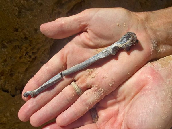 hand holding raccon ulna bone fossil