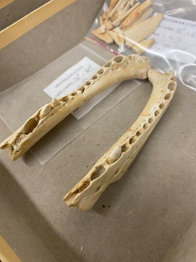 Lower jaws of a small Montbrook alligator
