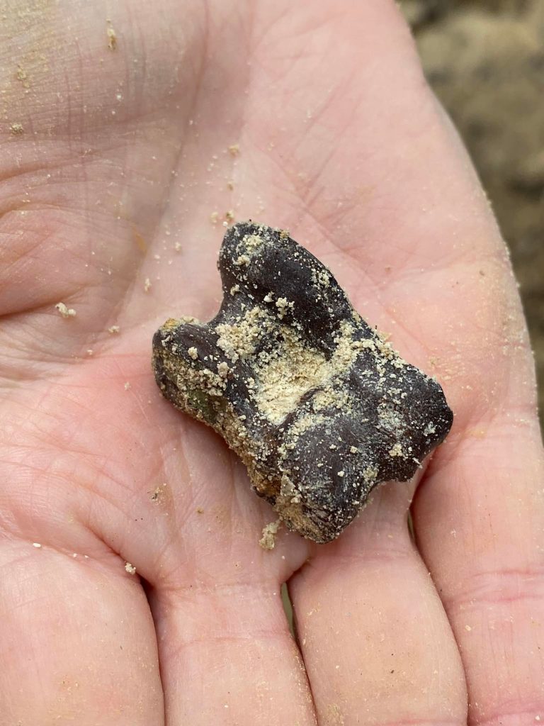 hand holding fossil