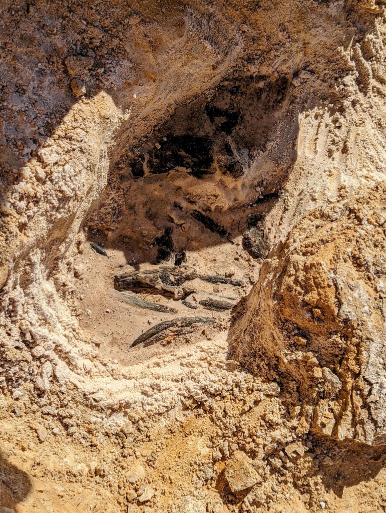 fossils in the ground