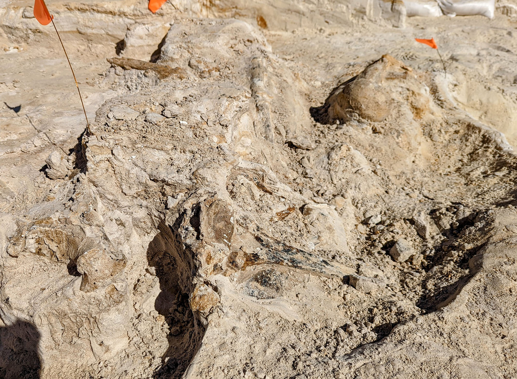 montbrook fossil site
