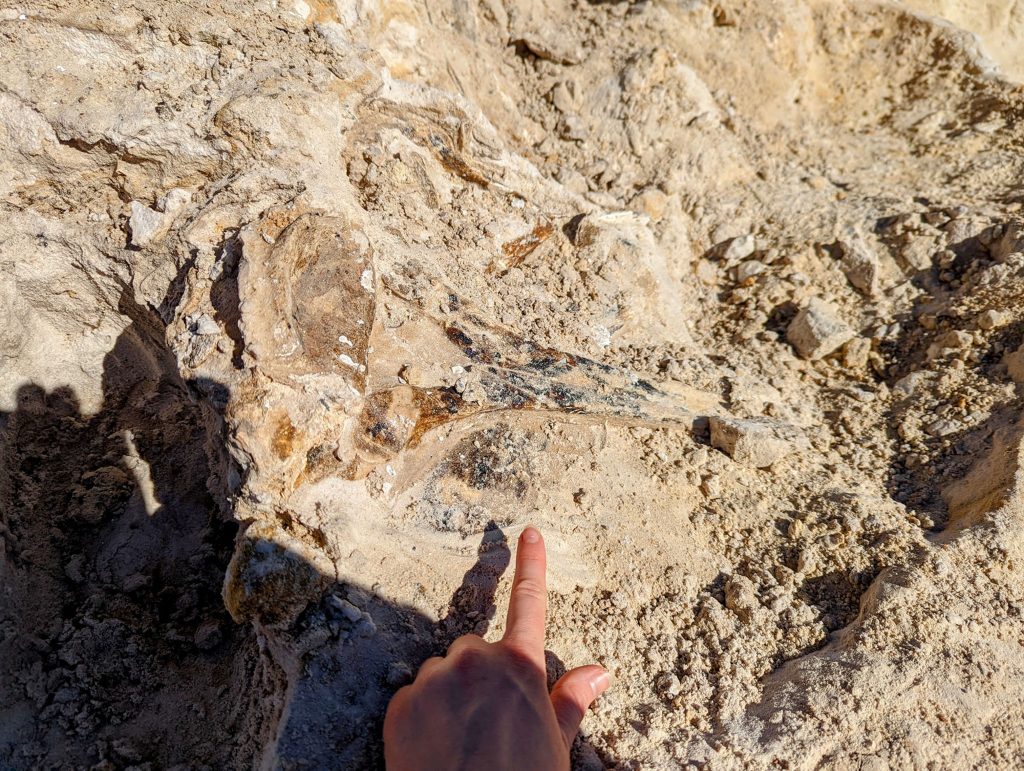 hand pointing to fossil in the ground