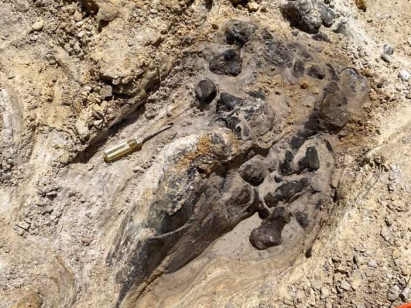 screwdriver on the ground for scale next to a partially uncovered fossil. Fossil is several times larger the the screwdriver