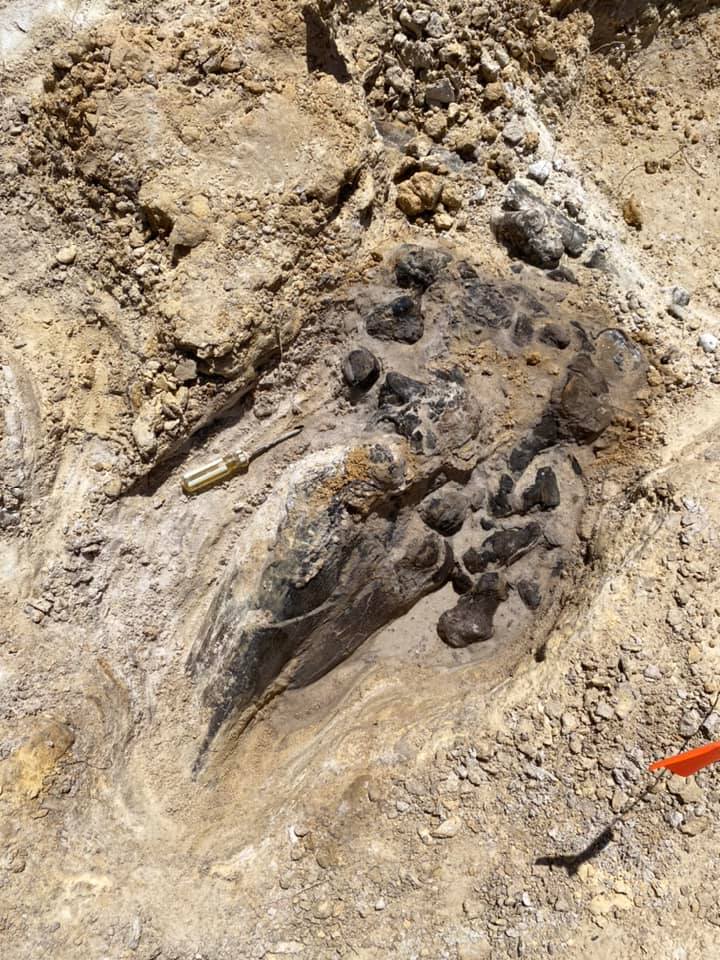screwdriver on the ground for scale next to a partially uncovered fossil. Fossil is several times larger the the screwdriver