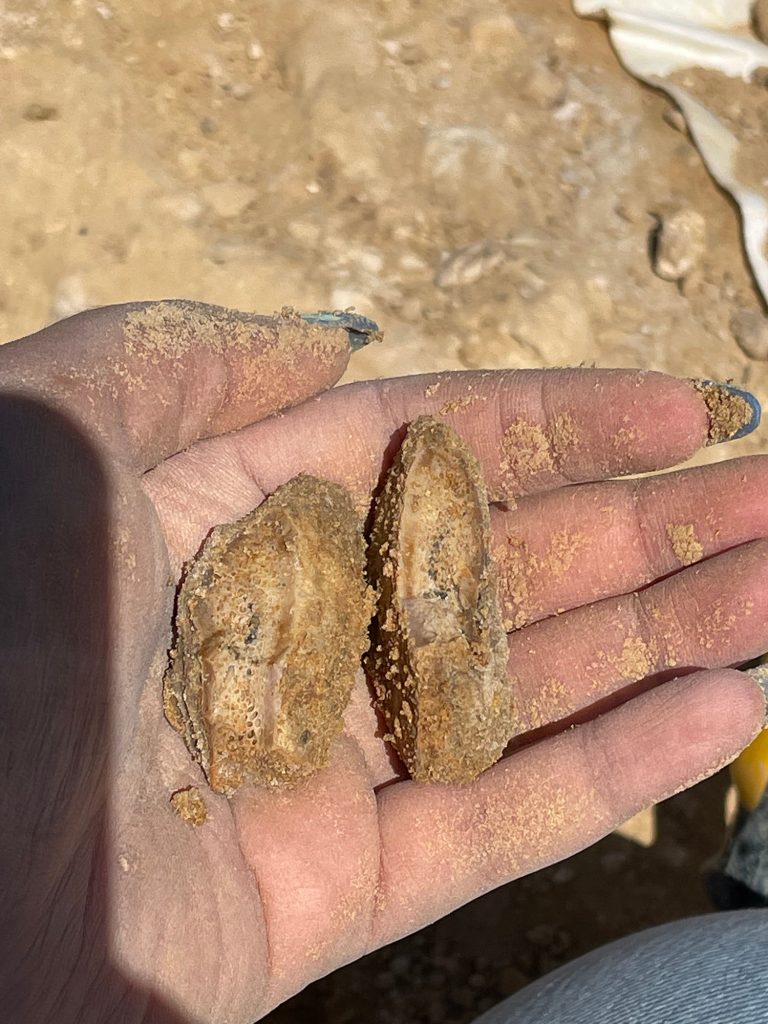 hand holding two fossil, in the background you can see rocks and other partially uncovered fossils in the ground
