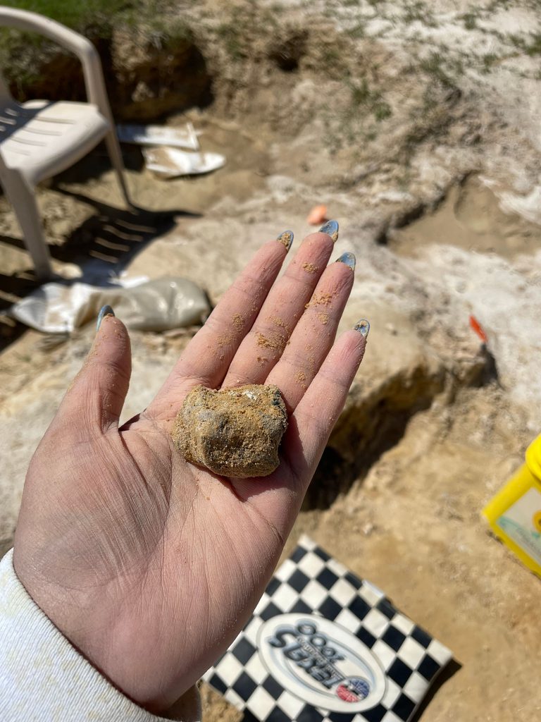 hand holding a fossil, in the background you can see rocks and other partially uncovered fossils in the ground