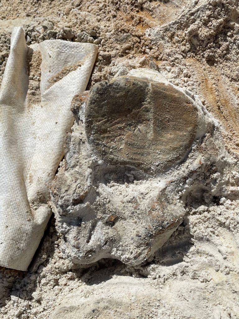 fossils in the ground partially uncovered