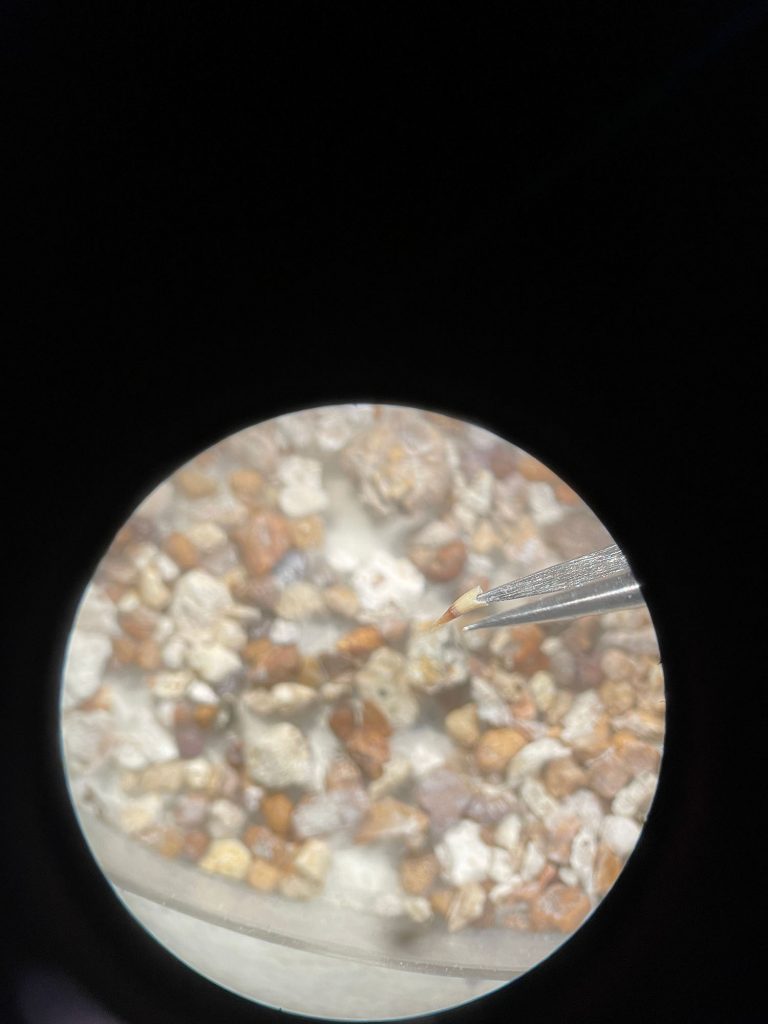 view from a microscope, circle in a black background shows a pair of tweezers holding small rocks