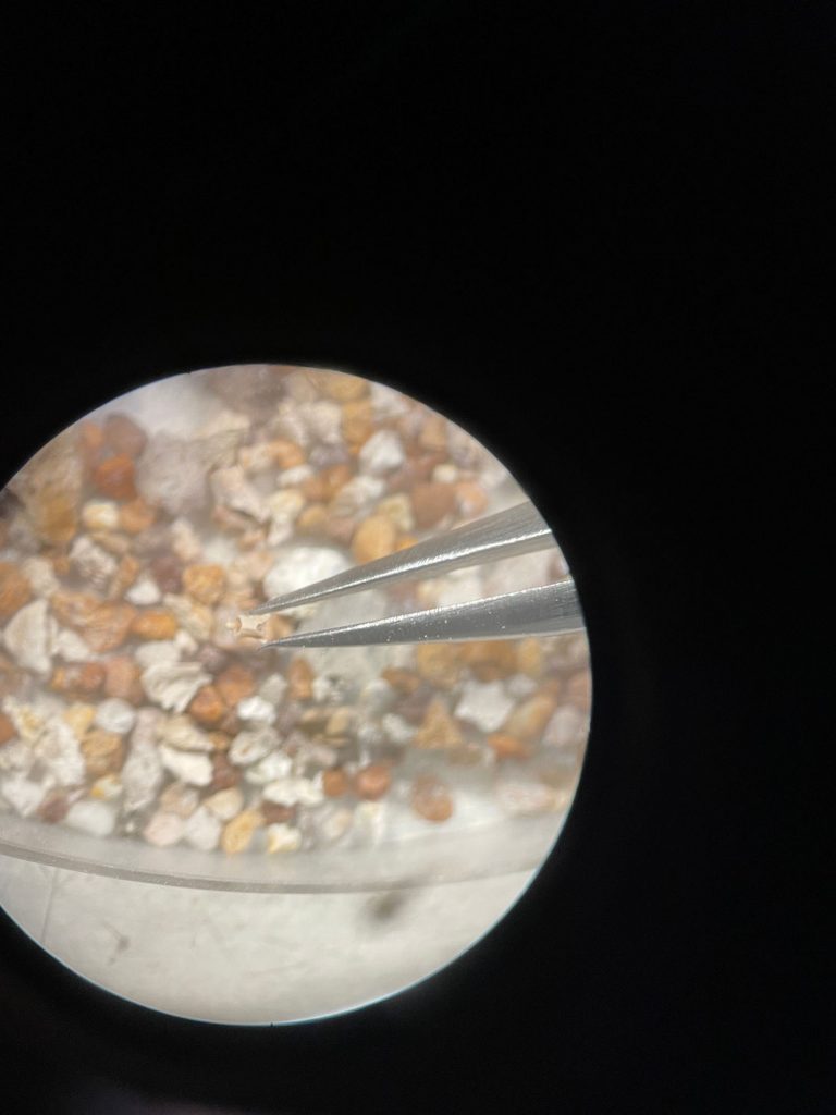 view from a microscope, circle in a black background shows a pair of tweezers holding small rocks