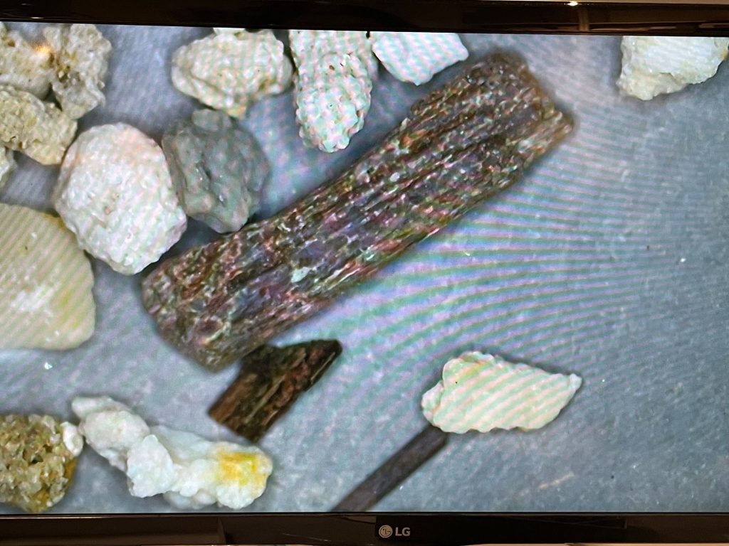 image of fossil on a computer monitor