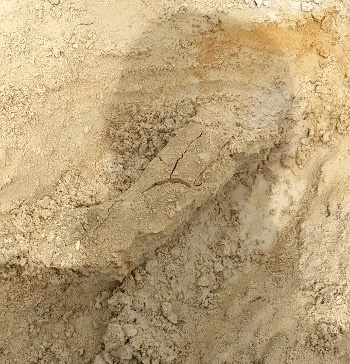 fossil mostly uncovered, still in the ground