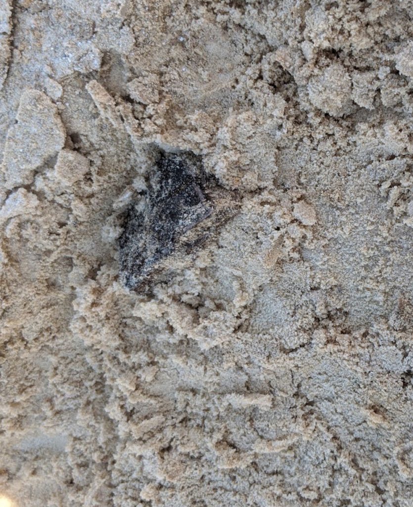 fossil in sand