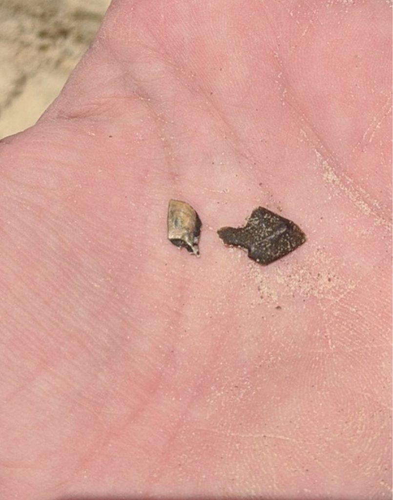 two small fossils in the palm of a land