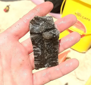dark fossil on the palm of a hand