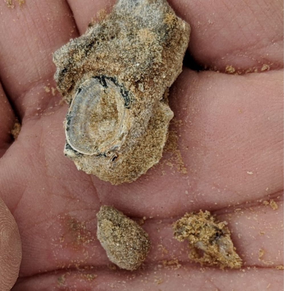 several fossils with dirt and clay still on them sitting in the palm of a hand