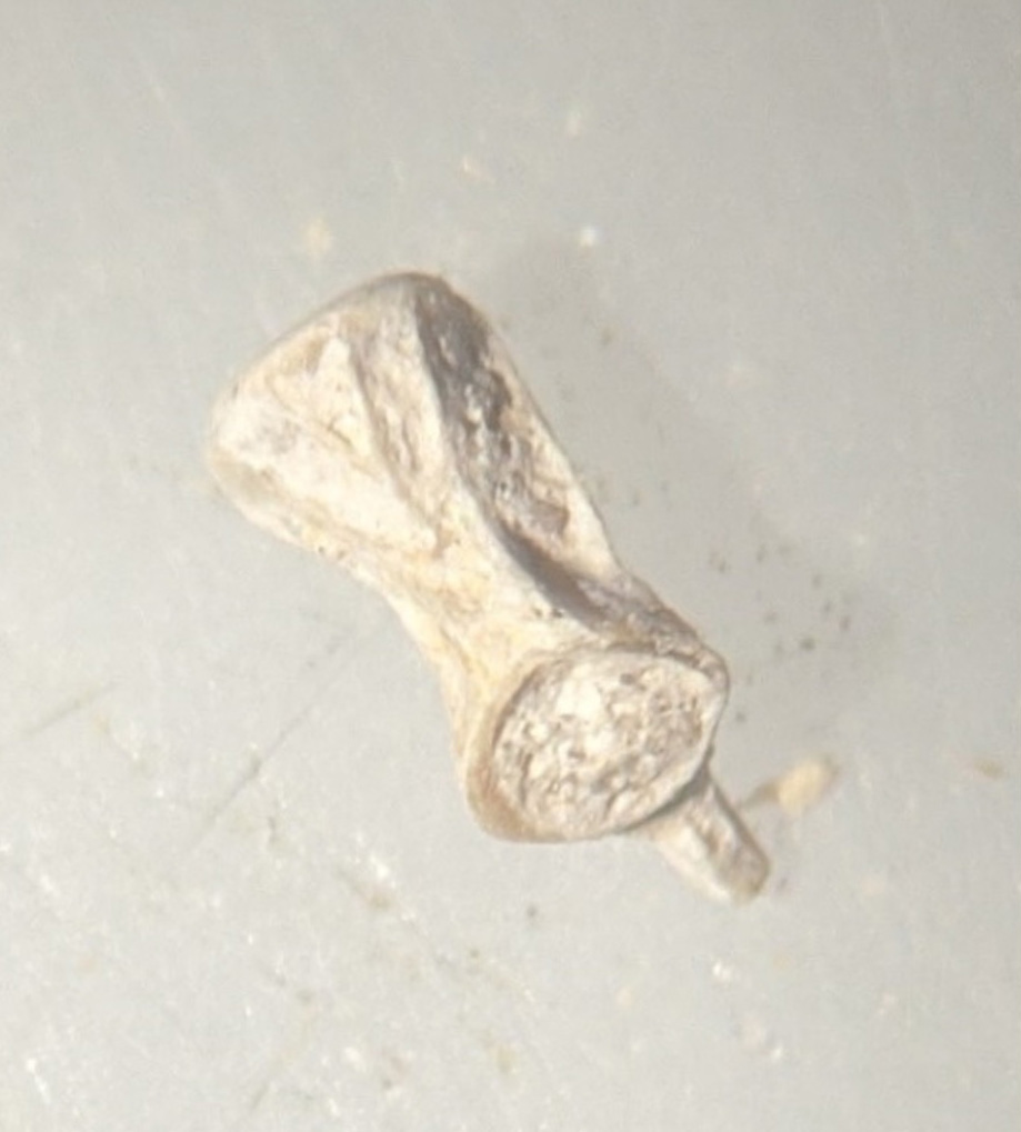 fossil seen through the microscope