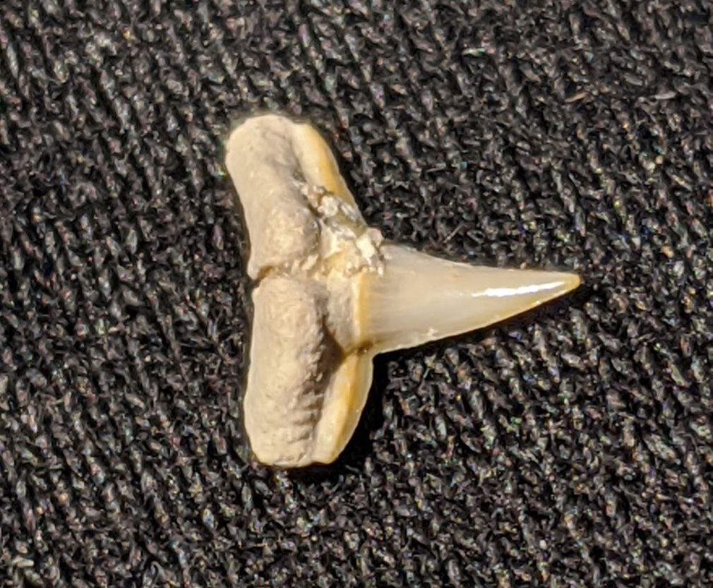 small sharks tooth