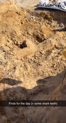 giff of fossils partially uncovered at dig site