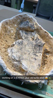 from a social post - fossil in cast being uncovered- Text reads working on a 5 million year old turtle shell