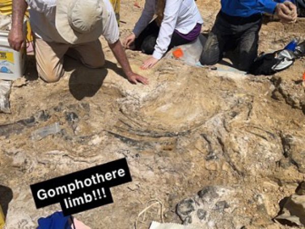 from a social post people kneeling around a Gomphothere limb being uncovered at the dig site