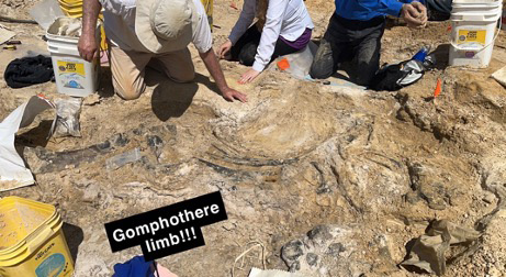 from a social post people kneeling around a Gomphothere limb being uncovered at the dig site