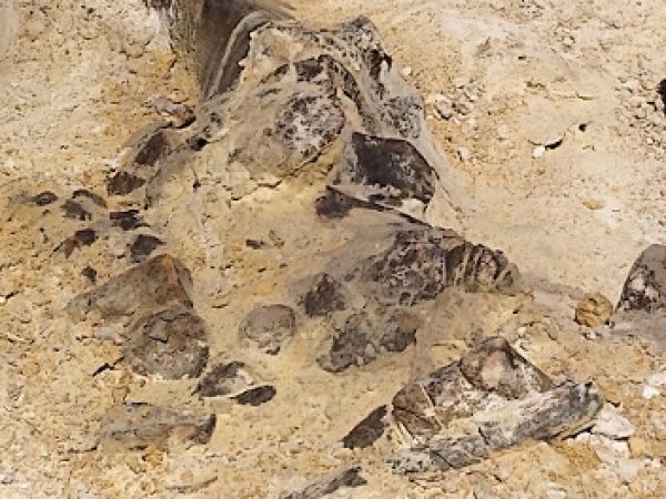 fossils partially uncovered at dig site