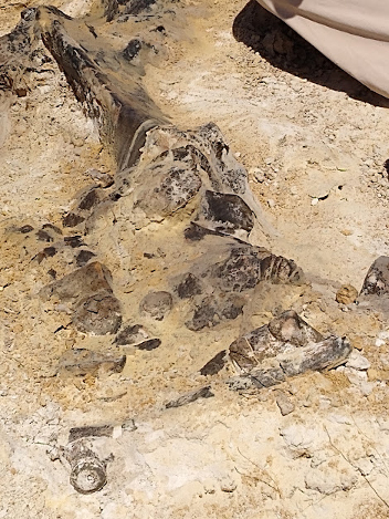 fossils partially uncovered at dig site