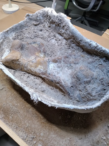 large fossil in cast