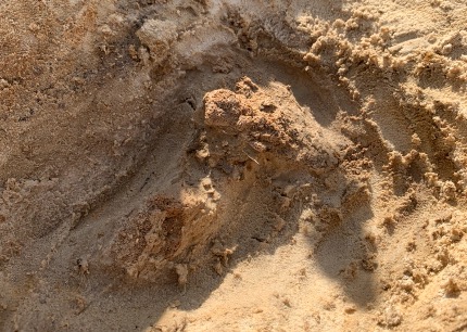 fossil partially uncovered
